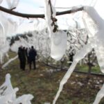 agaclarin-hepsini-soguktan-korumak-icin-dondurmustu-tomurcuklarin-yuzde-80i-cicek-acti-amFaIZVh.jpg