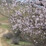 bahari-bekleyenlere-mujde-gunes-yuzunu-gostermeye-devam-edecek-1-5G6aZtX8.jpg