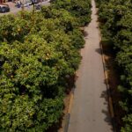 portakal-ciceklerinin-mis-kokusu-adanayi-sardi-sabahlari-daha-yaygin-hissediliyor-1-pi6F3aZu.jpg