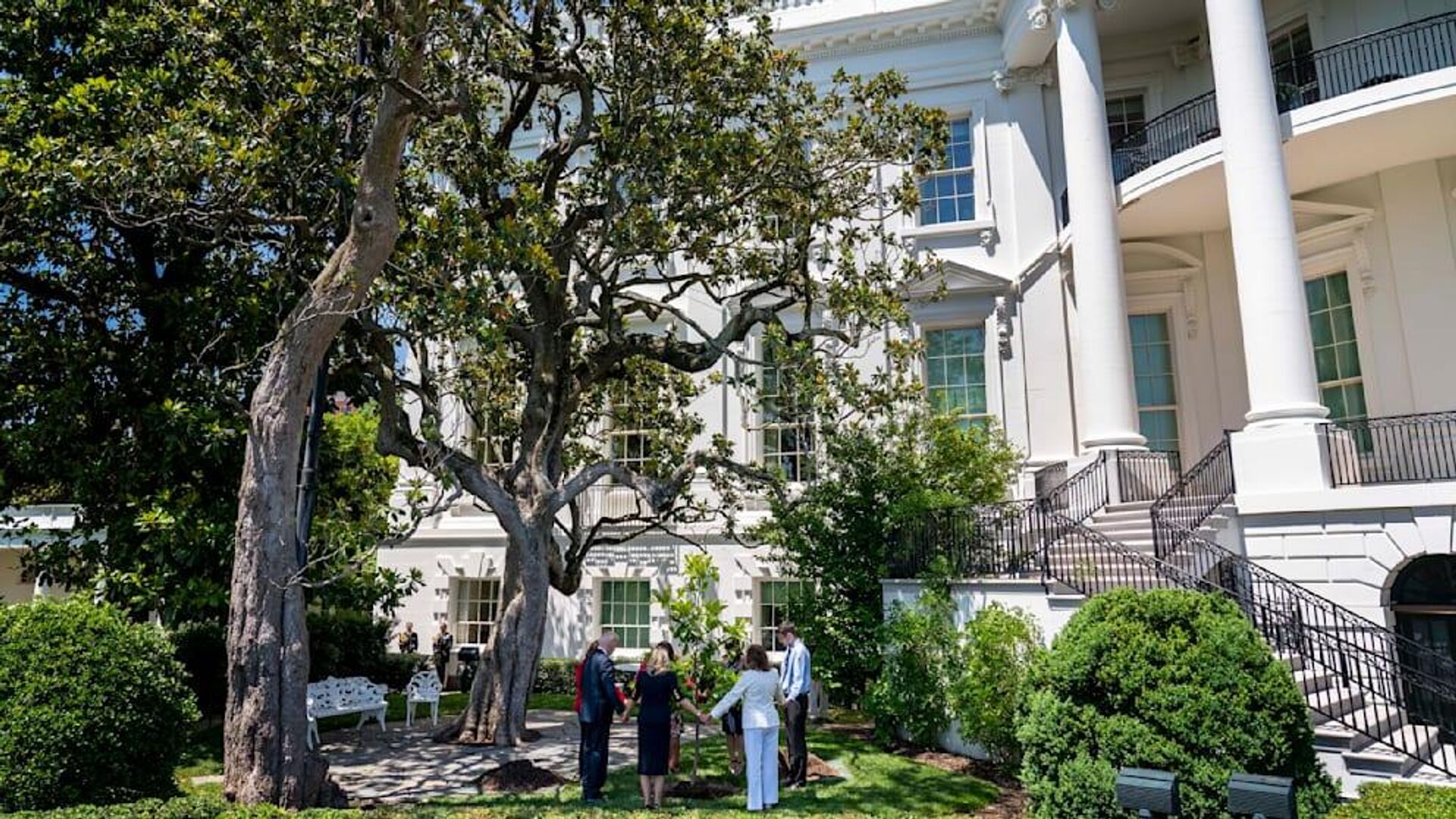 Trump, Beyaz Saray önündeki 200 yıllık ağacı keseceğini duyurdu: ‘Hemen kaldırın’