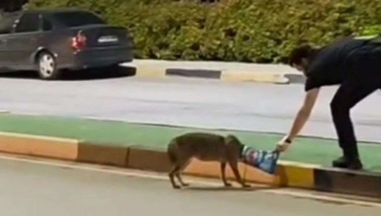 Başına poşet takılan çakalı öğretim görevlisi kurtardı