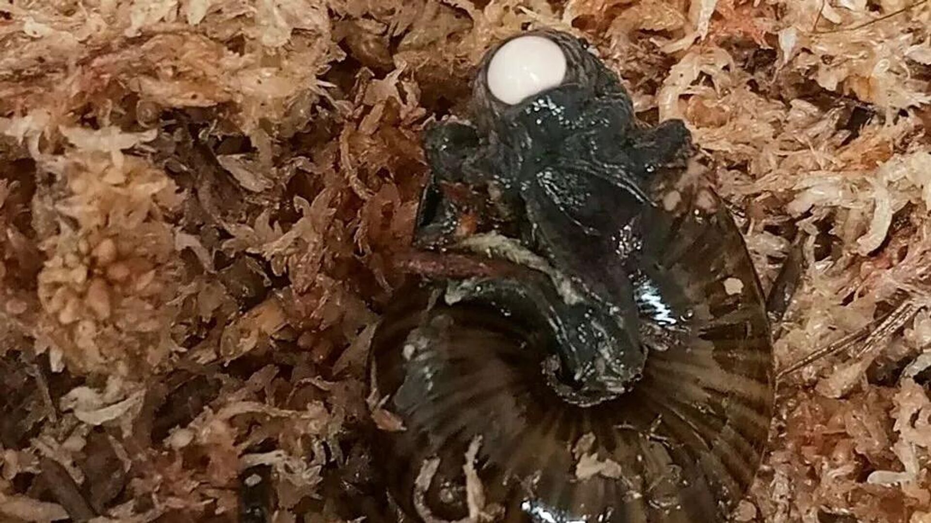 Boynundan yumurtlayan salyangoz ilk kez görüntülendi