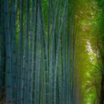 japonyanin-doga-harikasi-arasiyama-bambu-ormani-1-Q4JCU4Ig.jpg