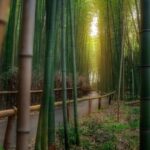 japonyanin-doga-harikasi-arasiyama-bambu-ormani-2-nzWpFKv8.jpg