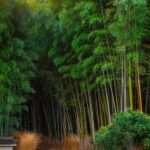 japonyanin-doga-harikasi-arasiyama-bambu-ormani-4-1tUwxqrq.jpg