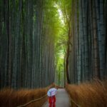 japonyanin-doga-harikasi-arasiyama-bambu-ormani-5-hadQ7ZWF.jpg