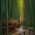 japonyanin-doga-harikasi-arasiyama-bambu-ormani-6-6TtjJjpT.jpg