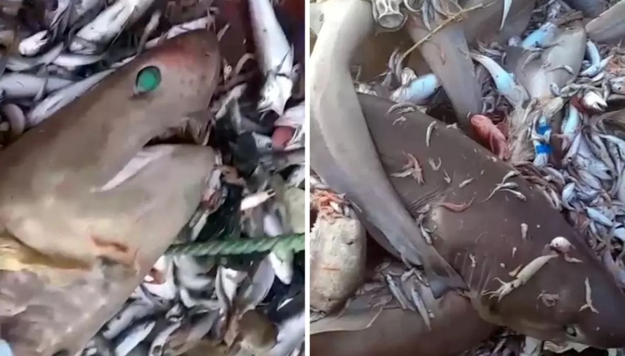Mersin’de köpek balığı tedirginliği: Valilikten açıklama geldi