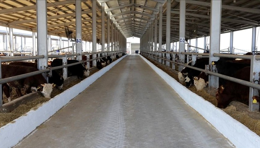 Şap hastalığının görüldüğü Hakkari’de “kurban kesimi” açıklaması