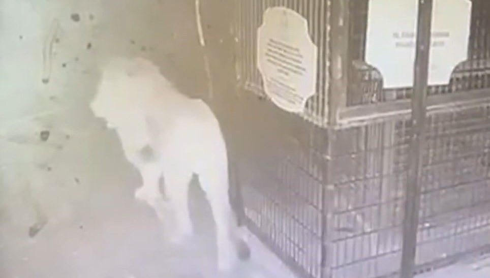 Aslan Zeus’un kaçtığı anlar kamerada