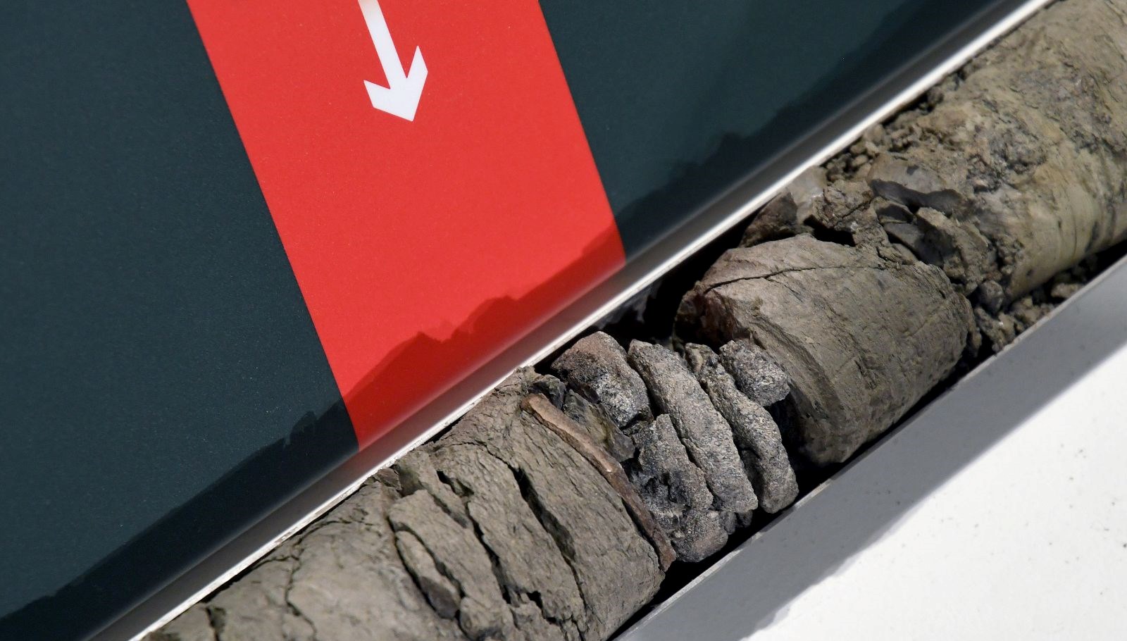 Müze otoparkının altında dinozor fosili bulundu
