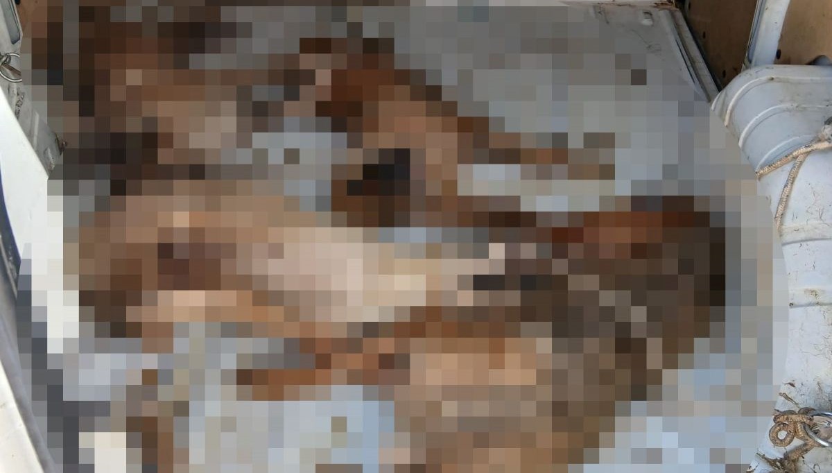 Nakil aracında 4 köpek öldü: Sotuşturma başlatıldı