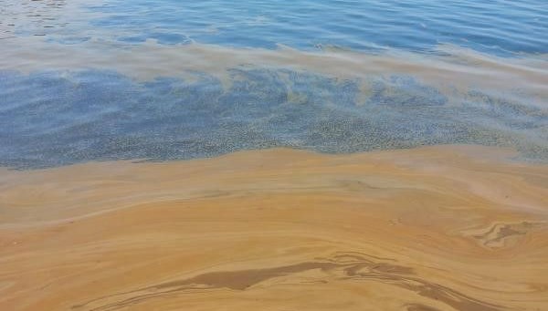 Yalova’da deniz kirliliği: Fabrikaya inceleme başlatıldı