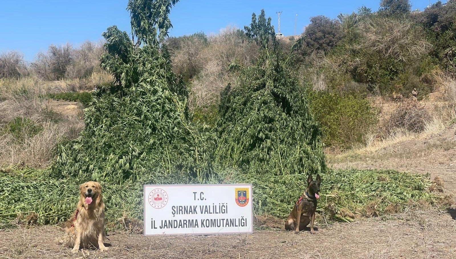 Şırnak’ta kenevir operasyonu: 5 kişi gözaltına alındı
