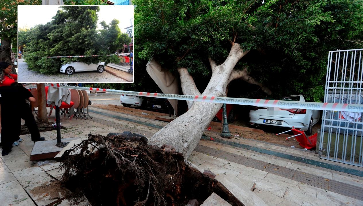 Antalya’da ağaç 5 otomobilin üzerine devrildi: Son anda kurtuldu
