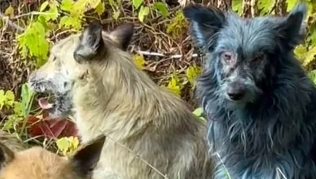 Çernobil’de “mavi köpekler” görüldü: Bilim insanları alarma geçti