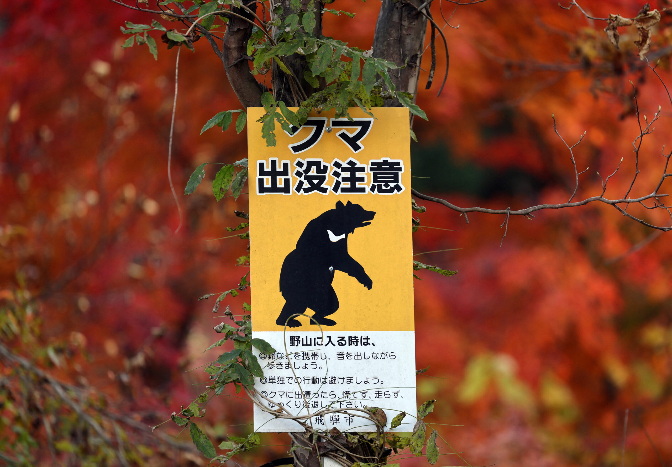 Japonya bu kez “sahte ayılarla” mücadele ediyor