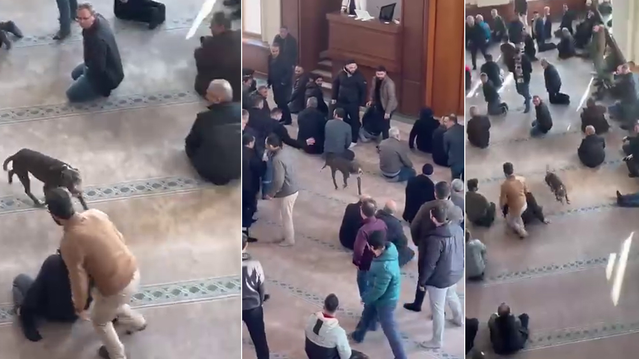 Camiye giren pitbullun sahibine adli ve idari işlem
