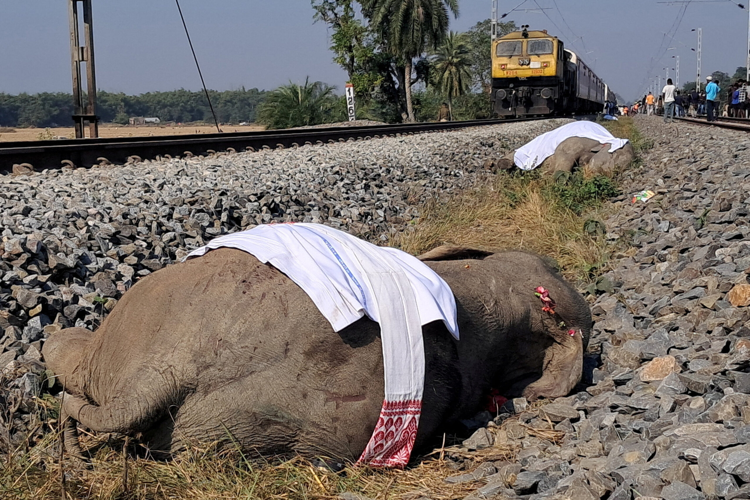 Hindistan’da tren fil sürüsüne çarptı. 7 fil öldü