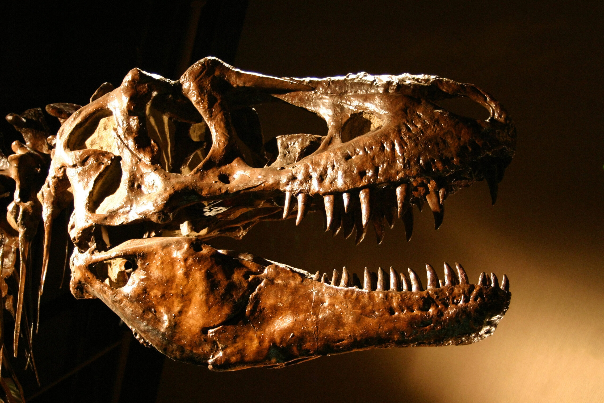T-Rex fosilleri dinozor tarihini baştan yazdı