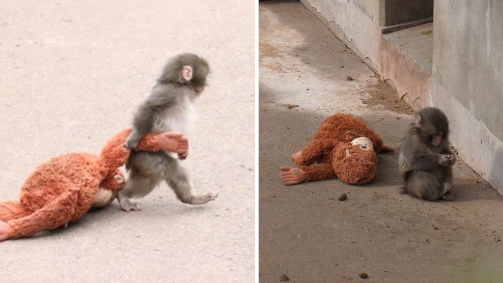 Peluş oyuncaklı “Punch”ın bakıcısı konuştu. “Yalnızlık çekiyor”