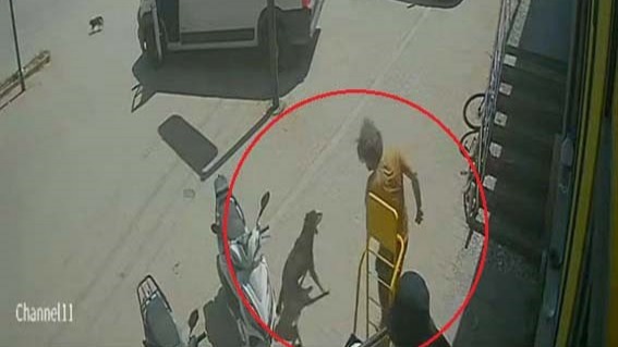 Antalya’da hayvanlara şiddet. Kedinin üzerine bastı, köpeği tekmeledi