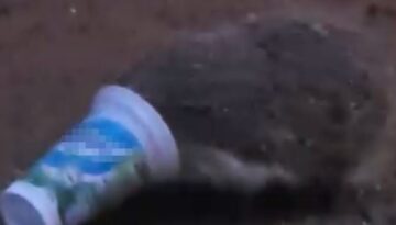Ayran kutusuna sıkışan kirpinin zor anları kamerada