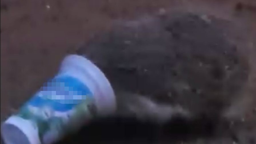 Ayran kutusuna sıkışan kirpinin zor anları kamerada