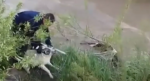 Çaya düşen köpeği, elini ısırmasına rağmen kurtardı