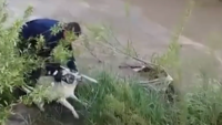 Çaya düşen köpeği, elini ısırmasına rağmen kurtardı