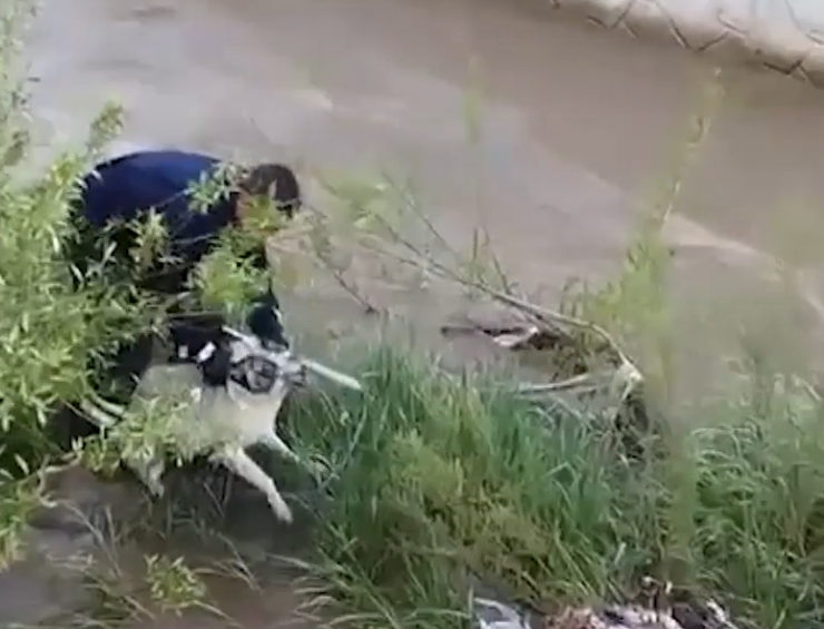 Çaya düşen köpeği, elini ısırmasına rağmen kurtardı