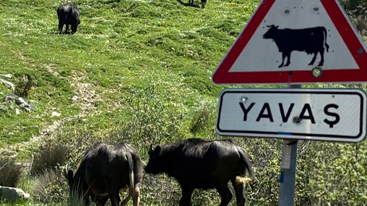 İstanbul’un siyah incileri. Meralar küçüldü, sayıları azaldı