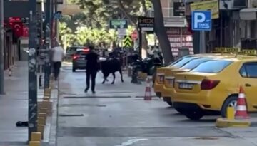Sahibinin elinden kaçan dana korku dolu anlar yaşattı