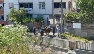 Sokak araları, boş arsalar ve site önlerinde kaçak kurban kesenlere ceza