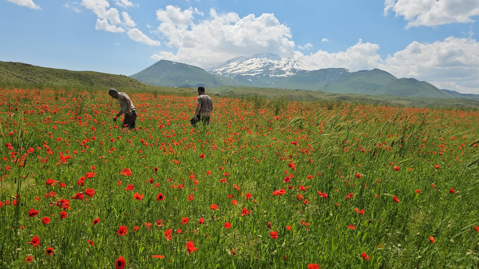 Bitlis’te eşsiz manzara. Bir yanda kar bir yanda kıpkırmızı gelincikler