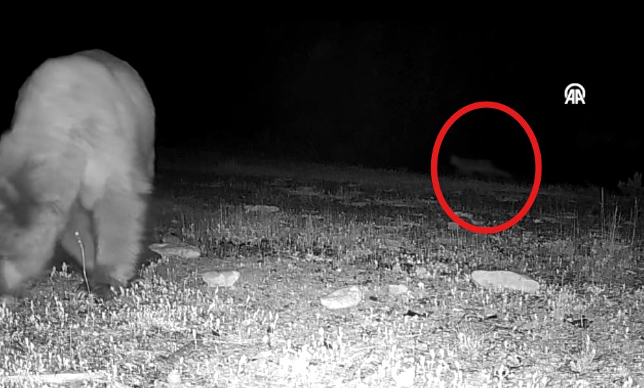 Doğa tutkunu genç fotokopanlarla yaban hayatının izini sürüyor