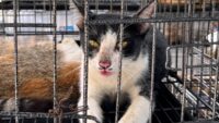 Kedi eti çetesine operasyon. 400 kedi kesilmekten son anda kurtarıldı