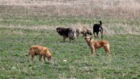 Köpek saldırısına uğrayan 5 yaşındaki Hamza’nın ölümünde belediye başkanına soruşturma izni