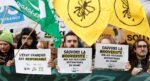 Arılara zarar veren ilaçlar Fransız hükümetine istifa getirdi