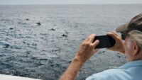 Aşırı sıcaklar deniz canlılarının yaşam alanlarını kökten değiştiriyor