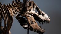Dinozor iskeleti rekor fiyata satıldı