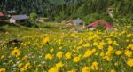 Kaçkar Dağları sarıya boyandı. Yayla sezonu açıldı