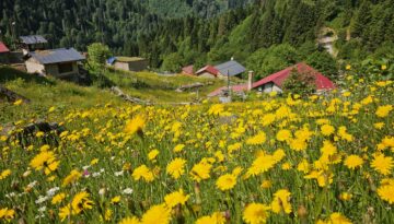Kaçkar Dağları sarıya boyandı. Yayla sezonu açıldı