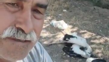 Leyleklerin öldüğünü görünce gözyaşlarına boğuldu: “Sahip çıkamadım”