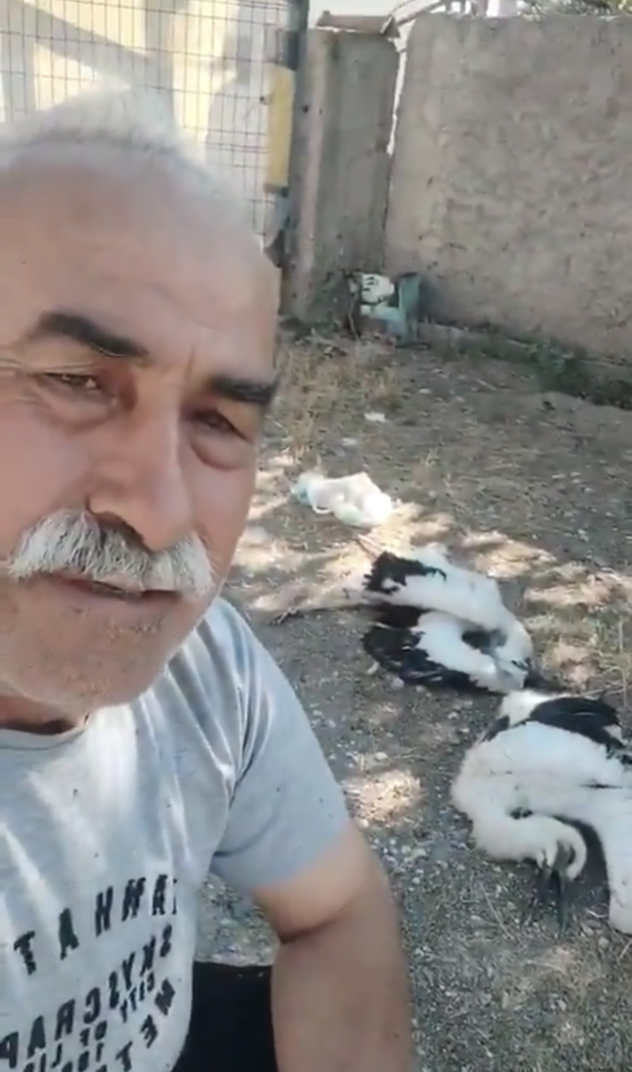 Leyleklerin öldüğünü görünce gözyaşlarına boğuldu: “Sahip çıkamadım”
