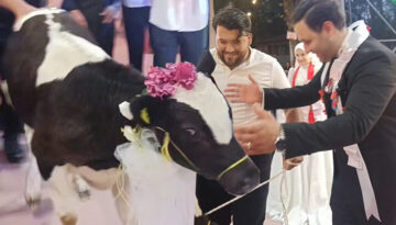 Ne para ne altın. Hayvancılıkla uğraşan damada düğünde sürpriz hediye