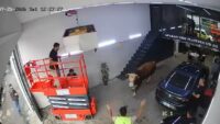 Ümraniye’de kaçan boğa dükkana girdi. Kısa süreli panik kamerada