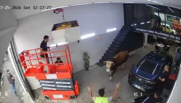 Ümraniye’de kaçan boğa dükkana girdi. Kısa süreli panik kamerada