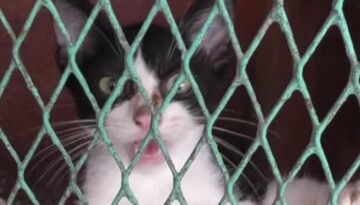 Venezuela’da deprem enkazından kurtarılan kedi umut ışığı oldu