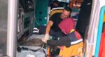 Yangında dumandan etkilenen Duman ve 2 yavrusu kalp masajıyla kurtarıldı